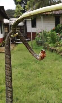 Image of Usambara vine snake