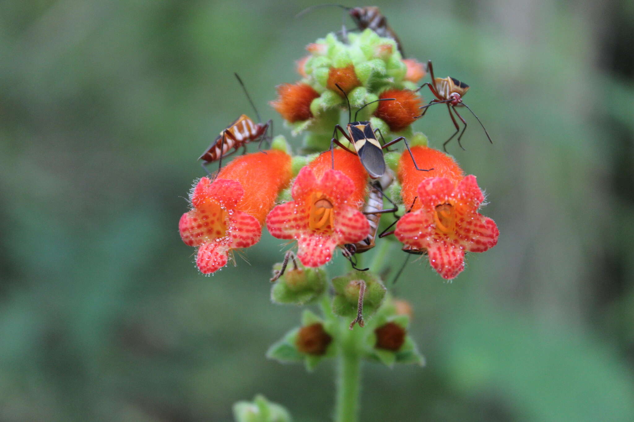 Image of Kohleria spicata (Kunth) Oerst.