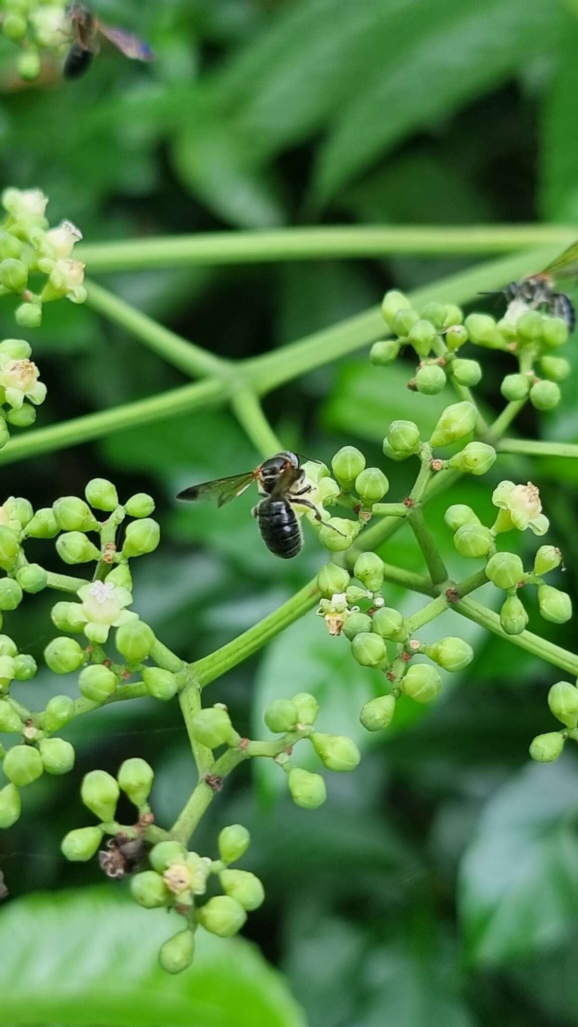 Nomia fuscipennis Smith 1875的圖片