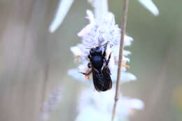 Image of Megachile parietina (Geoffroy 1785)