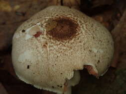 Image of Agaricus abruptibulbus Peck 1905