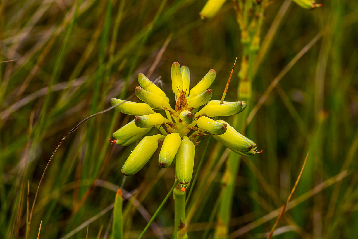 Image de Aloe linearifolia A. Berger