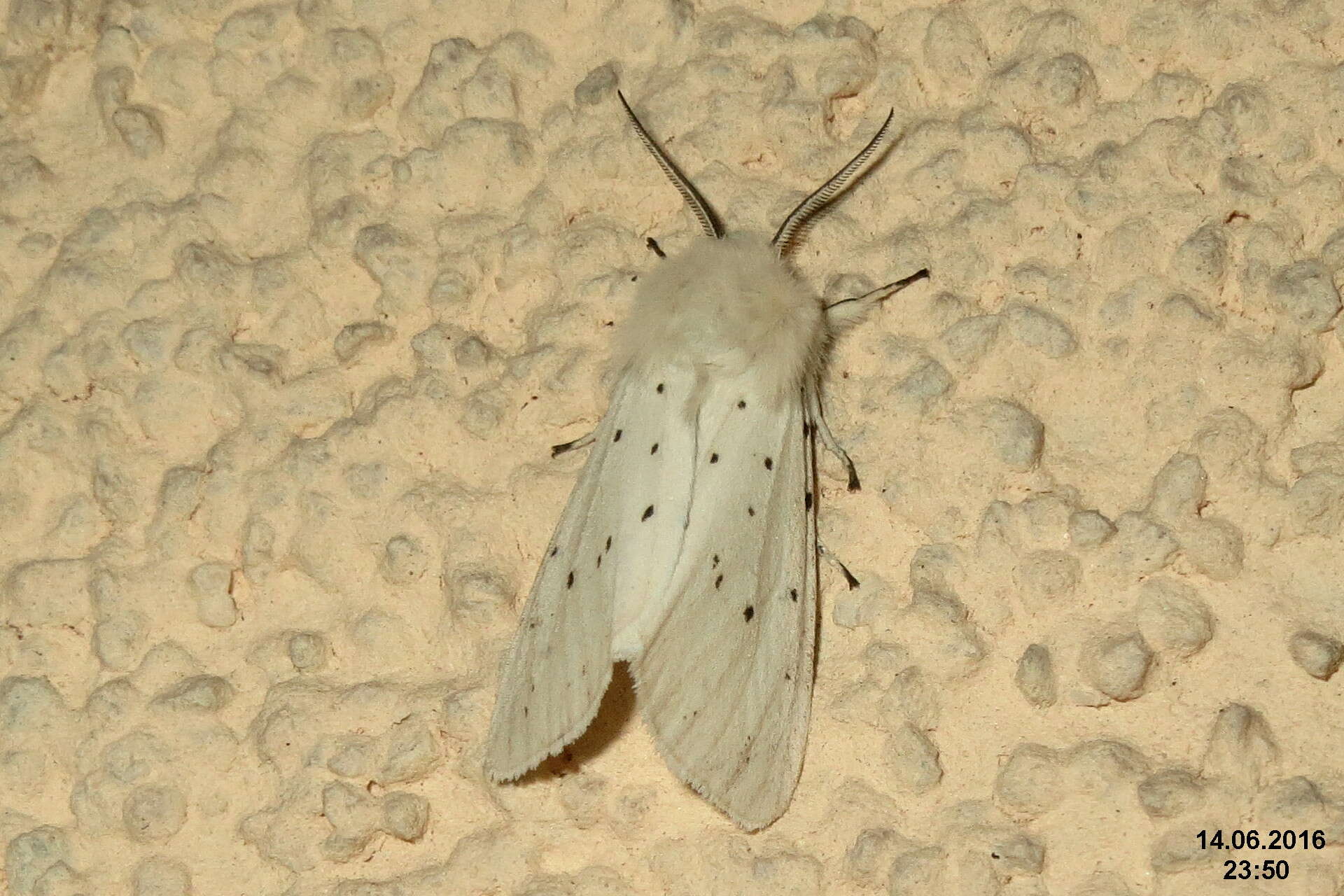 Image of white ermine