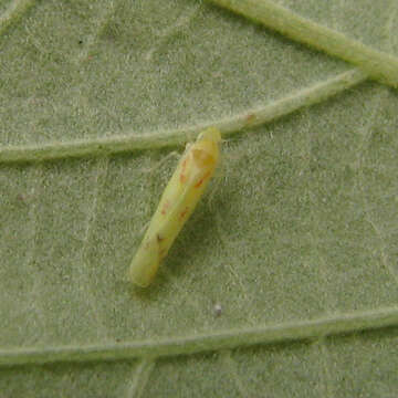 Image of Blackberry Leafhopper