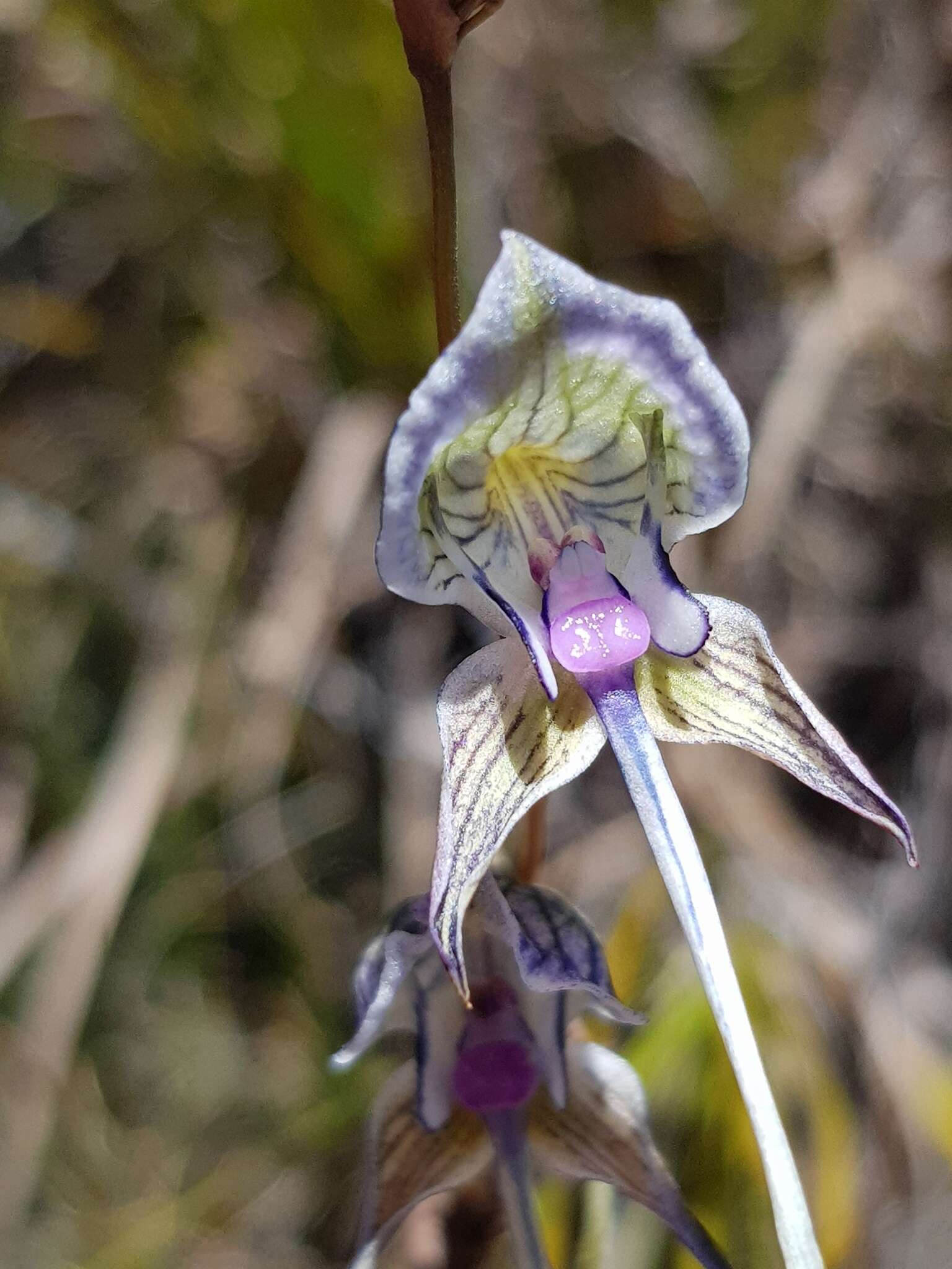 Image of Disa multifida Lindl.