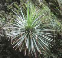 Image of Agave gracielae Galvan & Zamudio