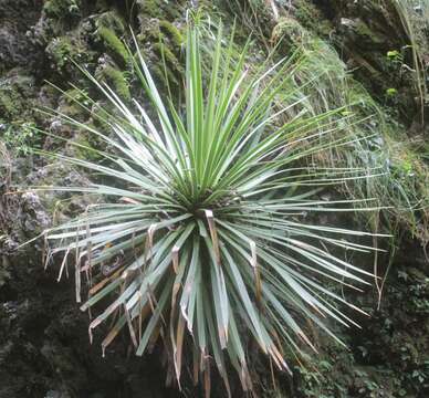 Agave gracielae Galvan & Zamudio resmi