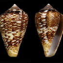 Image of Conus belairensis Pin & Leung Tack 1989