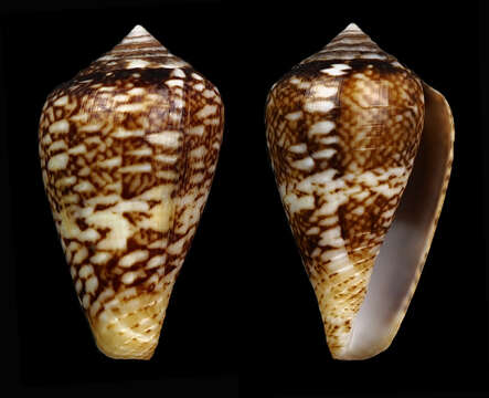 Image de Conus belairensis Pin & Leung Tack 1989