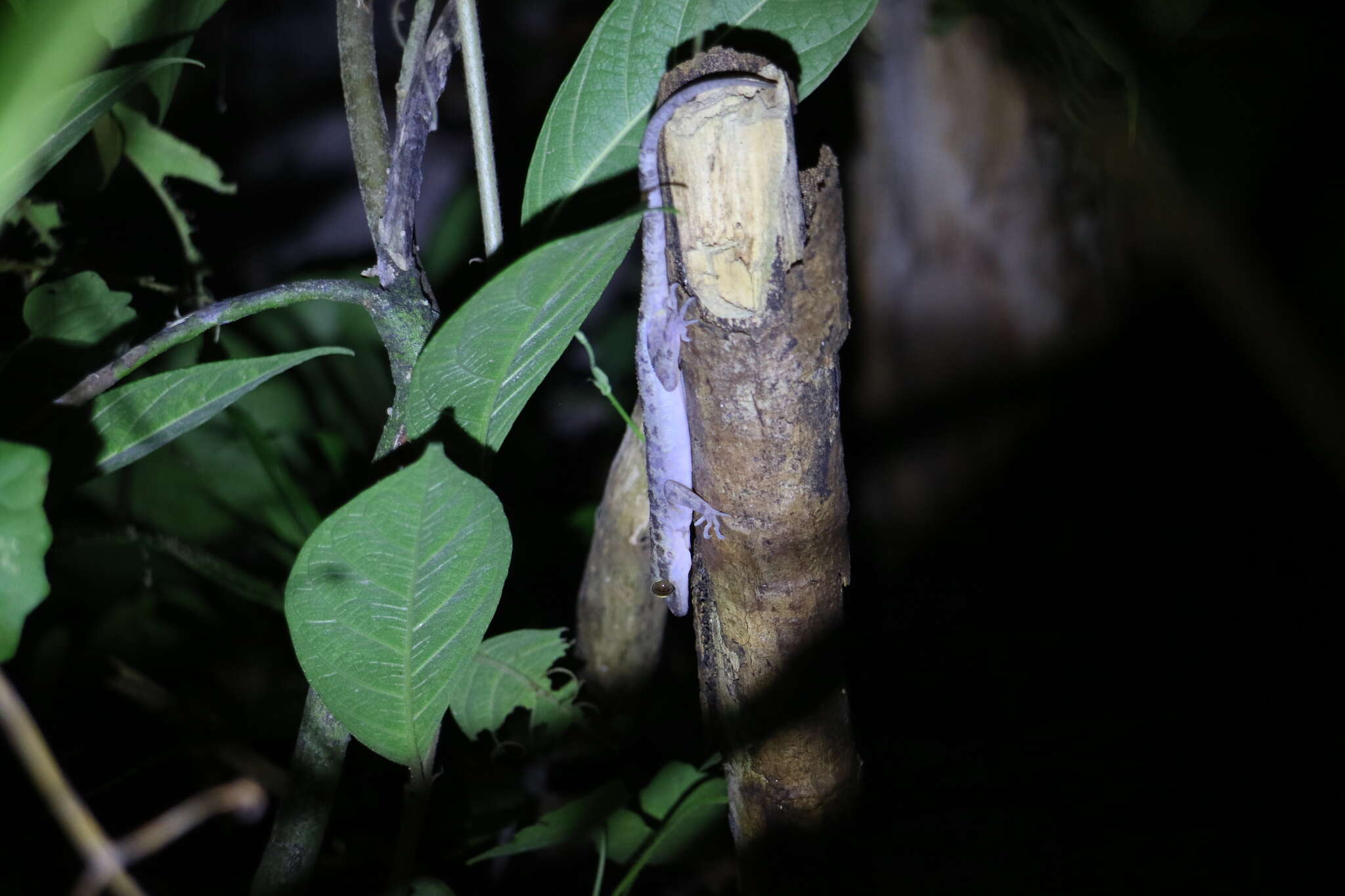 Image de Cyrtodactylus miriensis