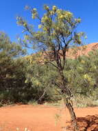 Image of Hakea divaricata L. A. S. Johnson