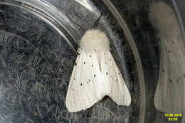 Image of white ermine