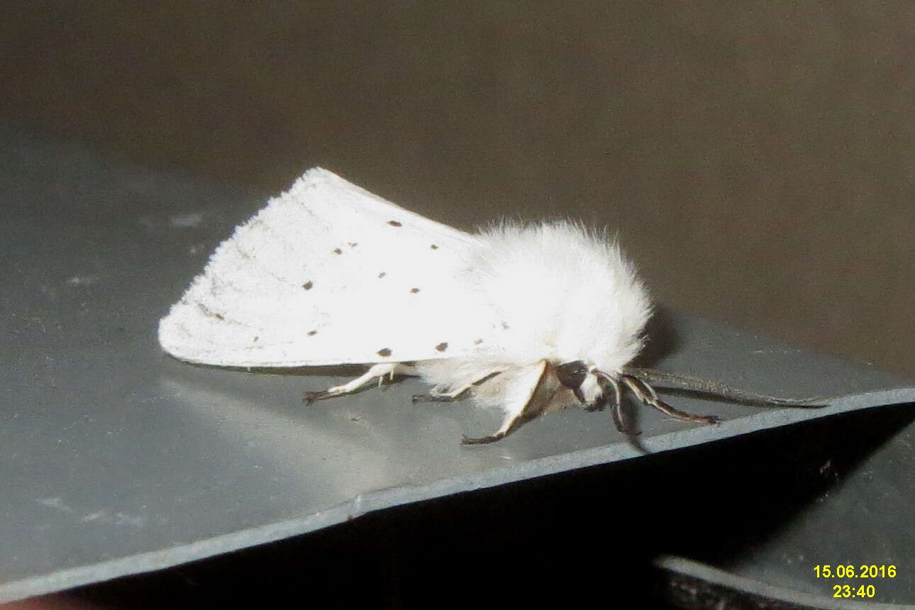 Image of white ermine