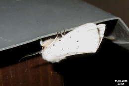 Image of white ermine