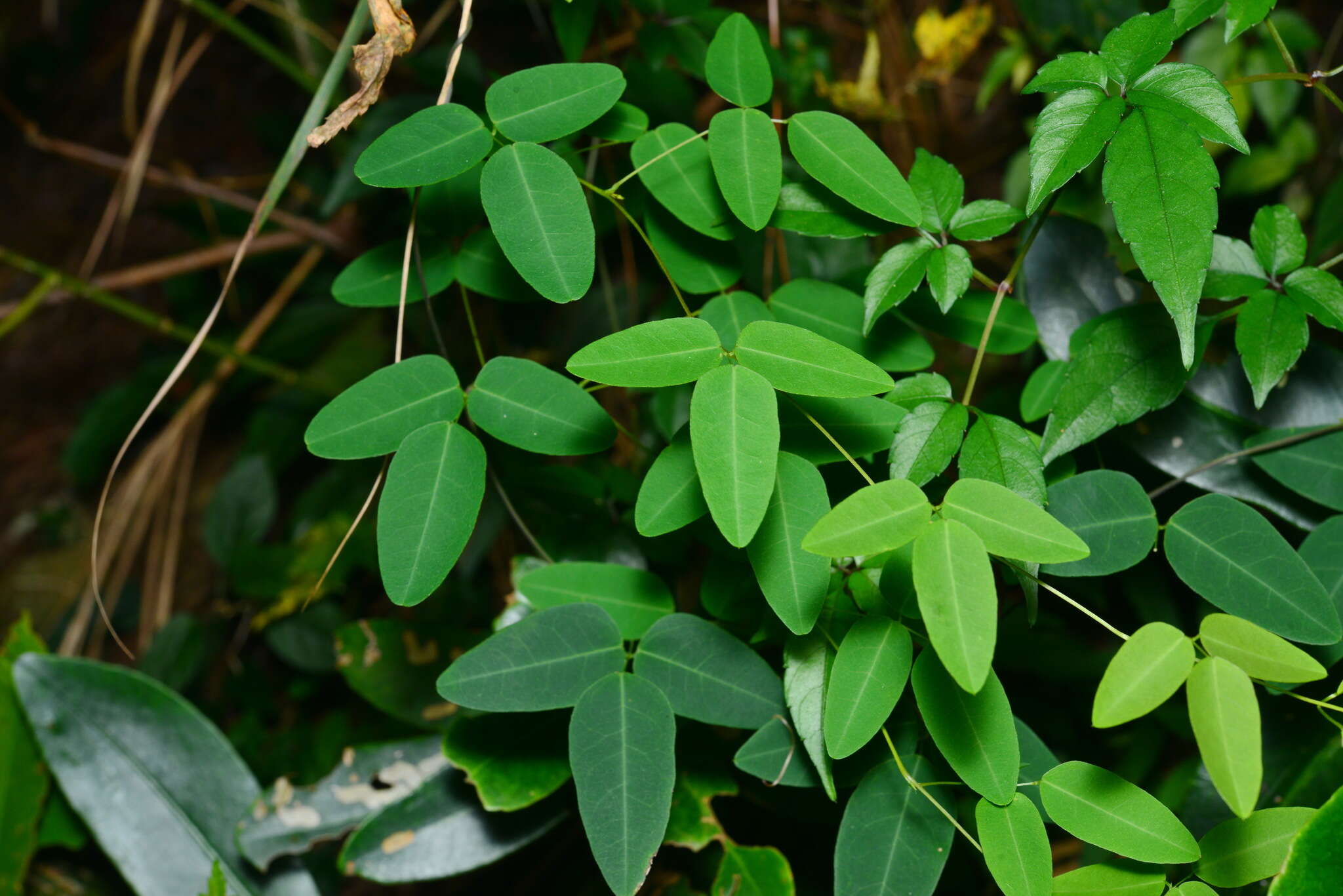 Image of Dumasia truncata Siebold & Zucc.