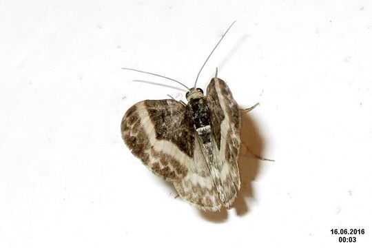 Image of <i>Euphyia unangulata</i> Haworth 1809