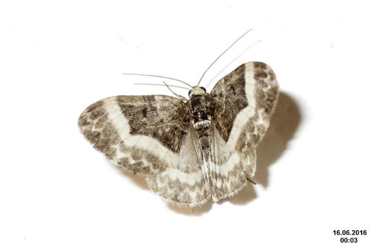 Image of <i>Euphyia unangulata</i> Haworth 1809