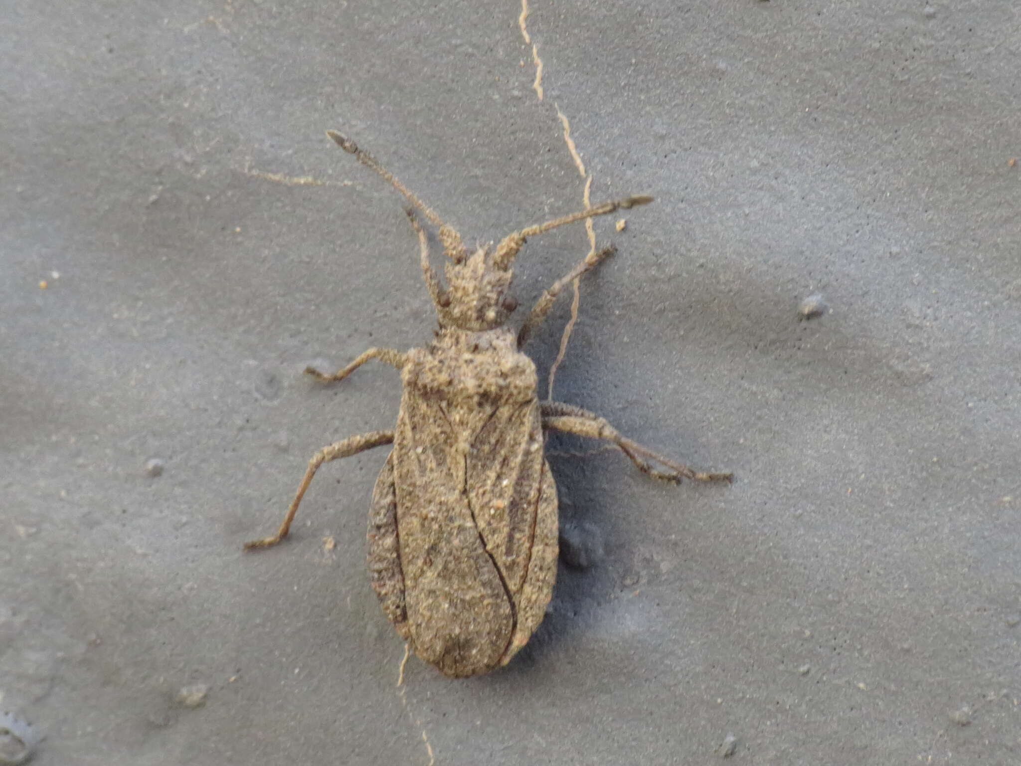 Image of Arenocoris waltlii (Herrich-Schäffer 1835)