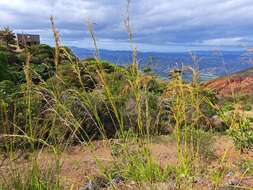 صورة Costularia comosa (C. B. Clarke) Kük.