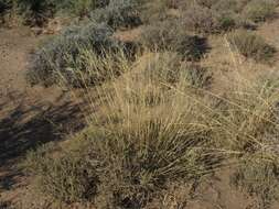 Image of Aristida diffusa Trin.