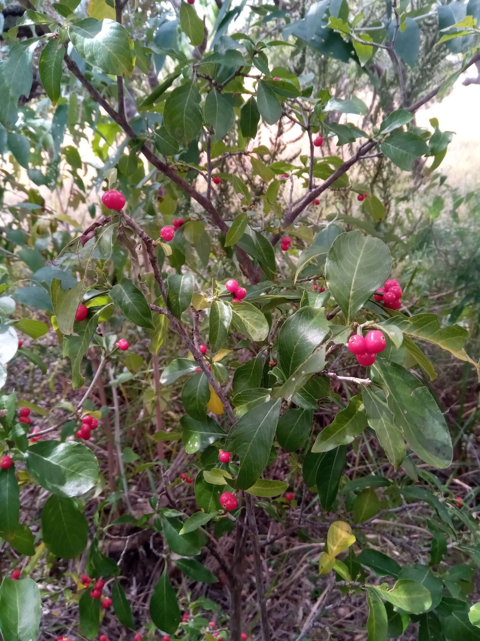 Imagem de Psychotria puffii Razafim. & B. Bremer