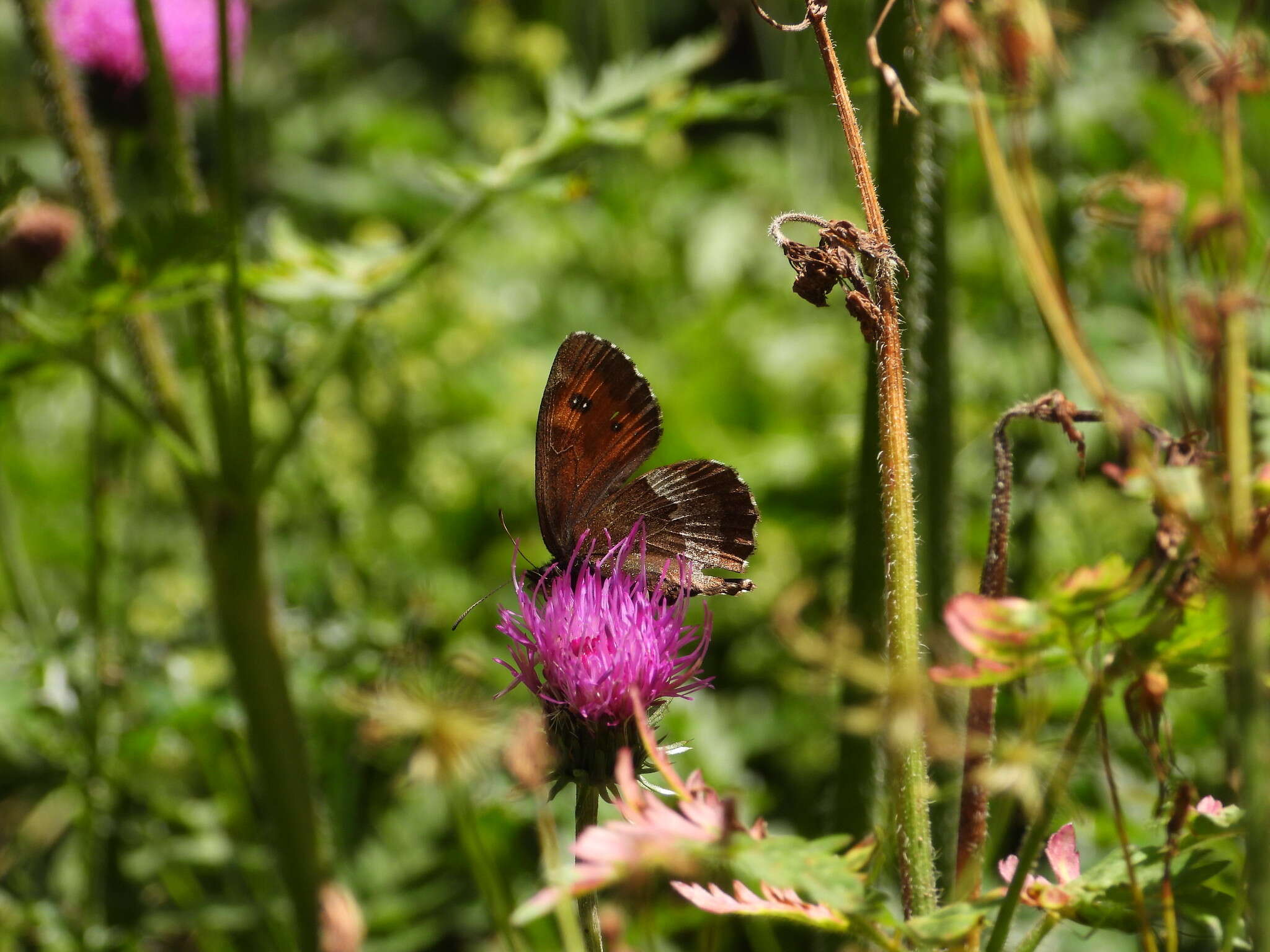 Image of Erebia euryale Esper 1777