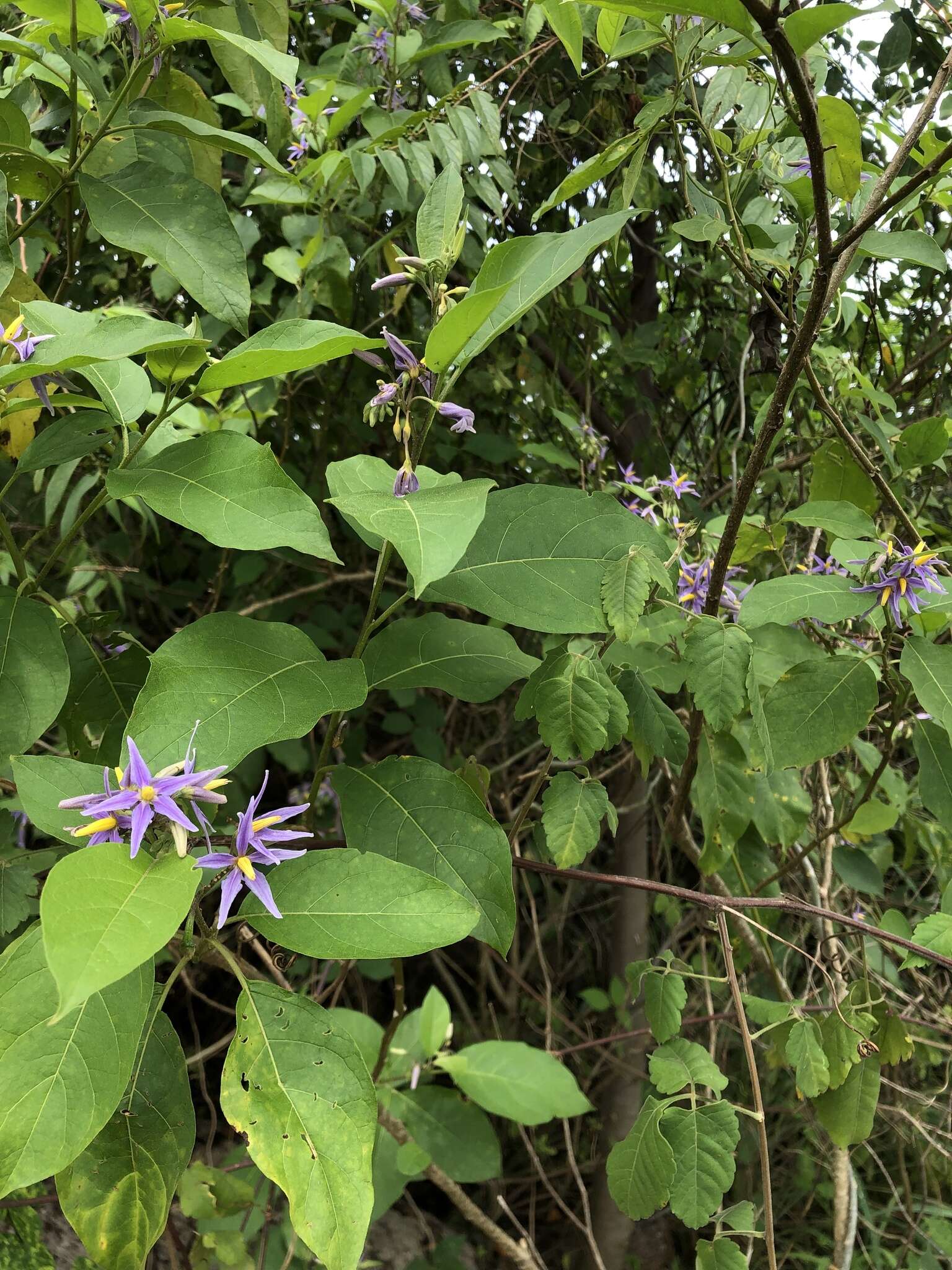 Image of Solanum subinerme Jacq.