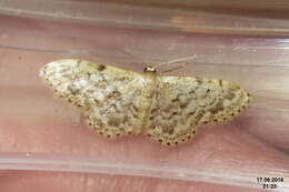 صورة Idaea inquinata Scopoli 1763