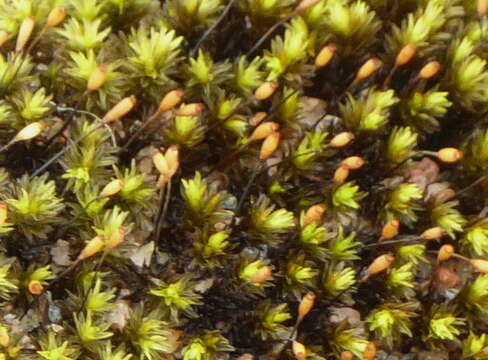 Image of racomitrium moss