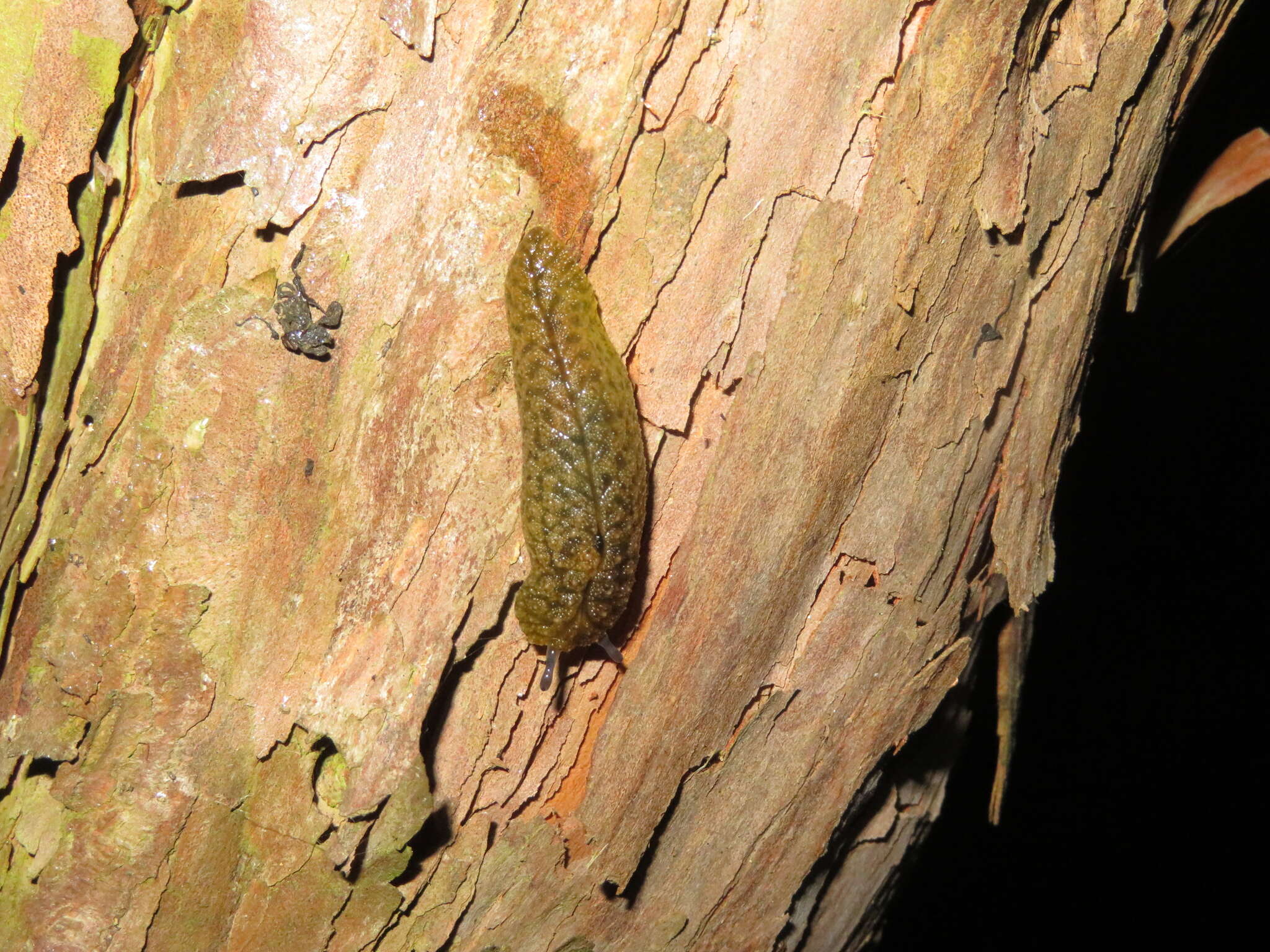 Imagem de Athoracophorus papillatus (F. W. Hutton 1879)