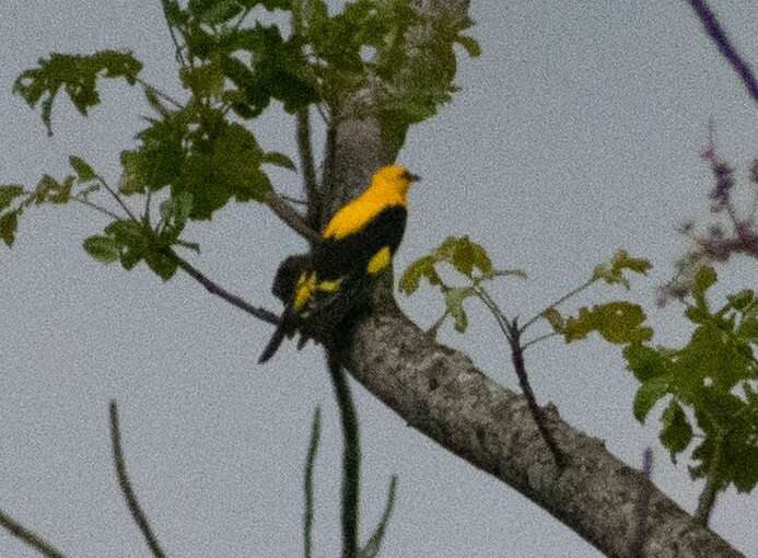 Image of Indian Golden Oriole