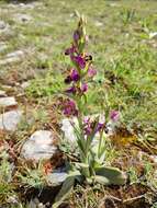 Image of Ophrys scolopax subsp. scolopax