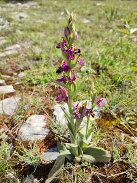 Image of Ophrys scolopax subsp. scolopax