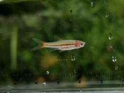 Image of Southeast Asian yellowtail rasbora