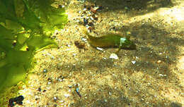 Image of Common weedfish