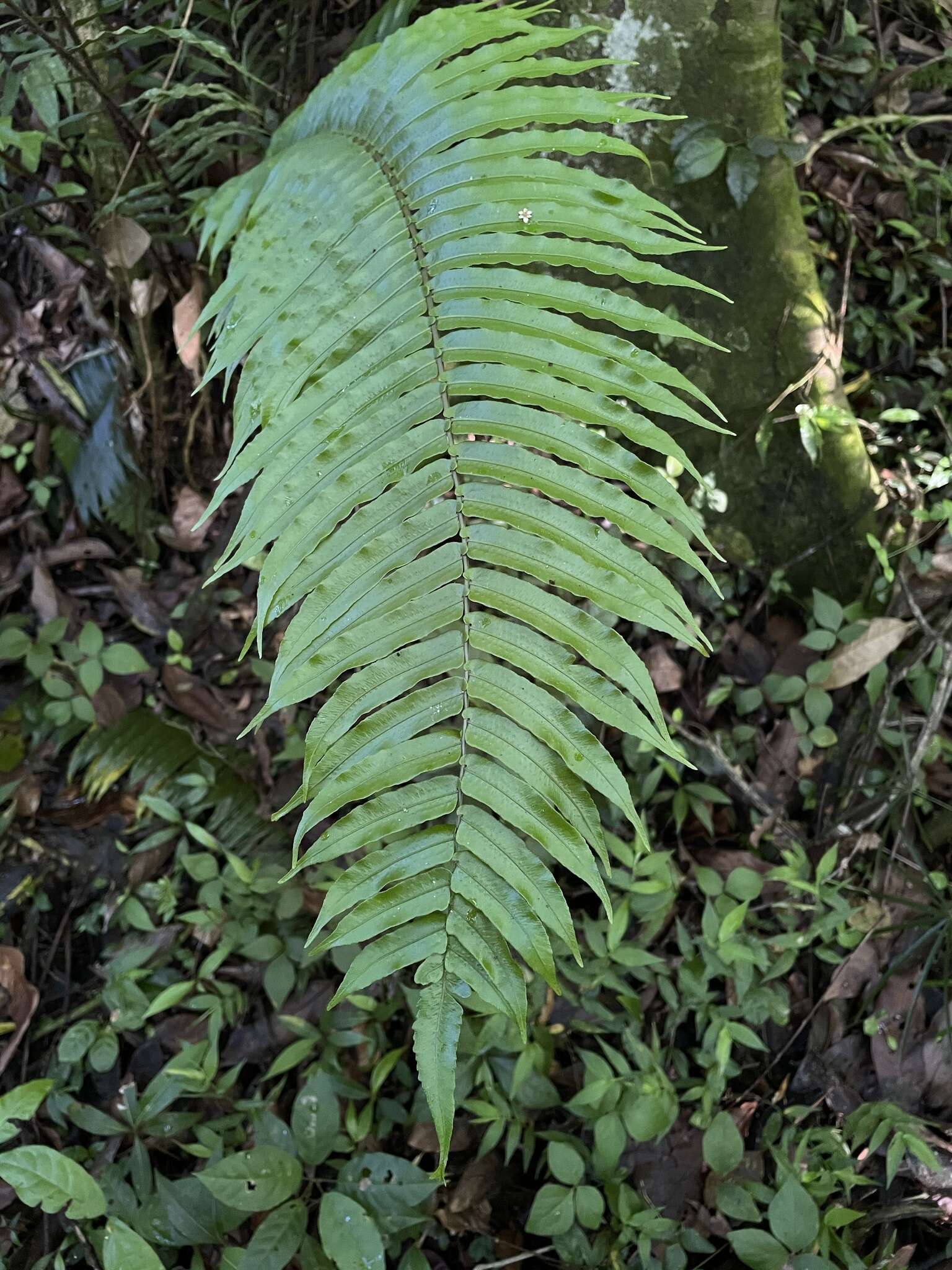 Image of Limestone Fern