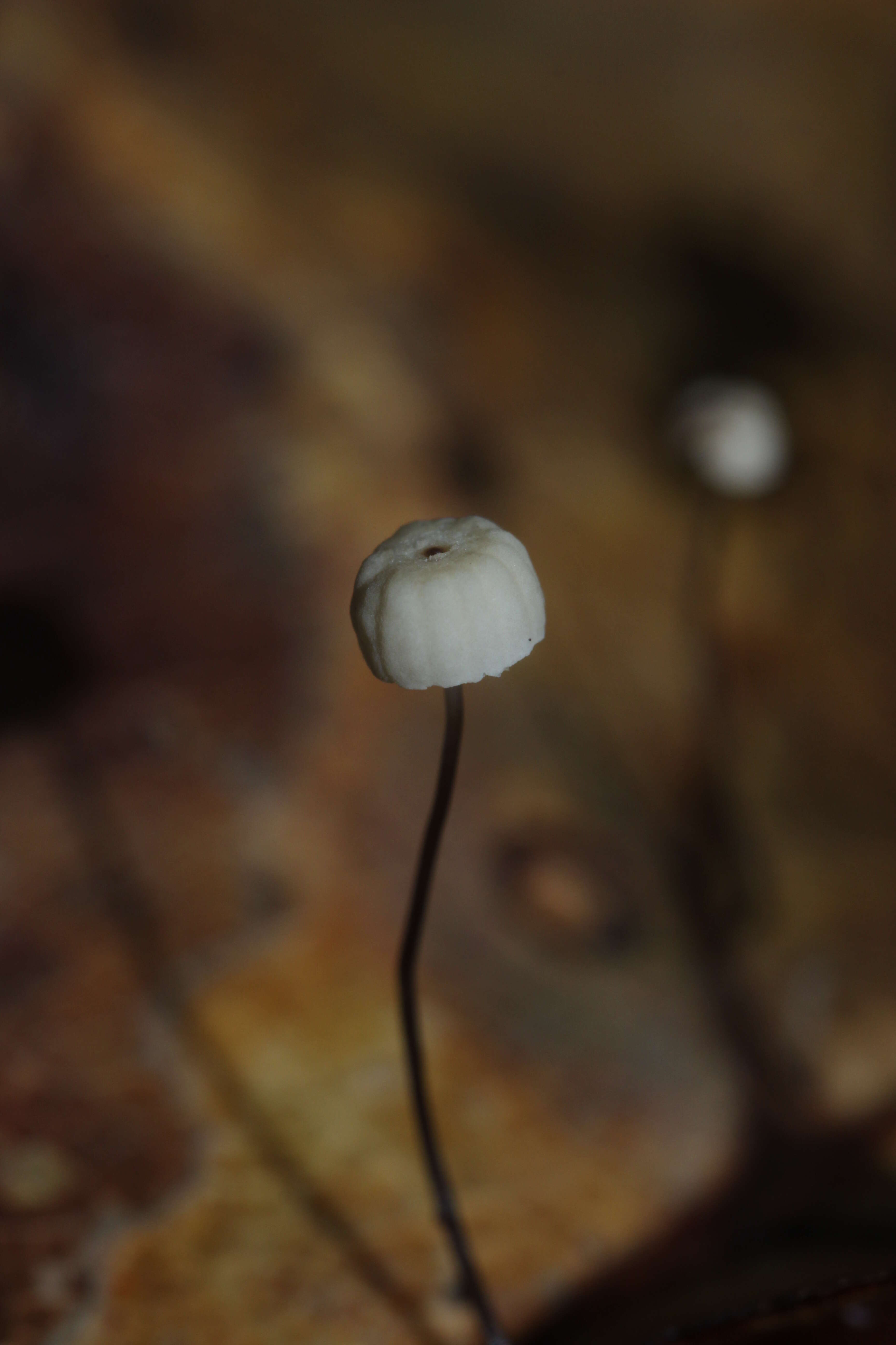 Imagem de Marasmius bulliardii Quél. 1878