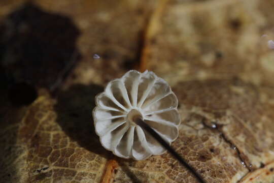 Imagem de Marasmius bulliardii Quél. 1878