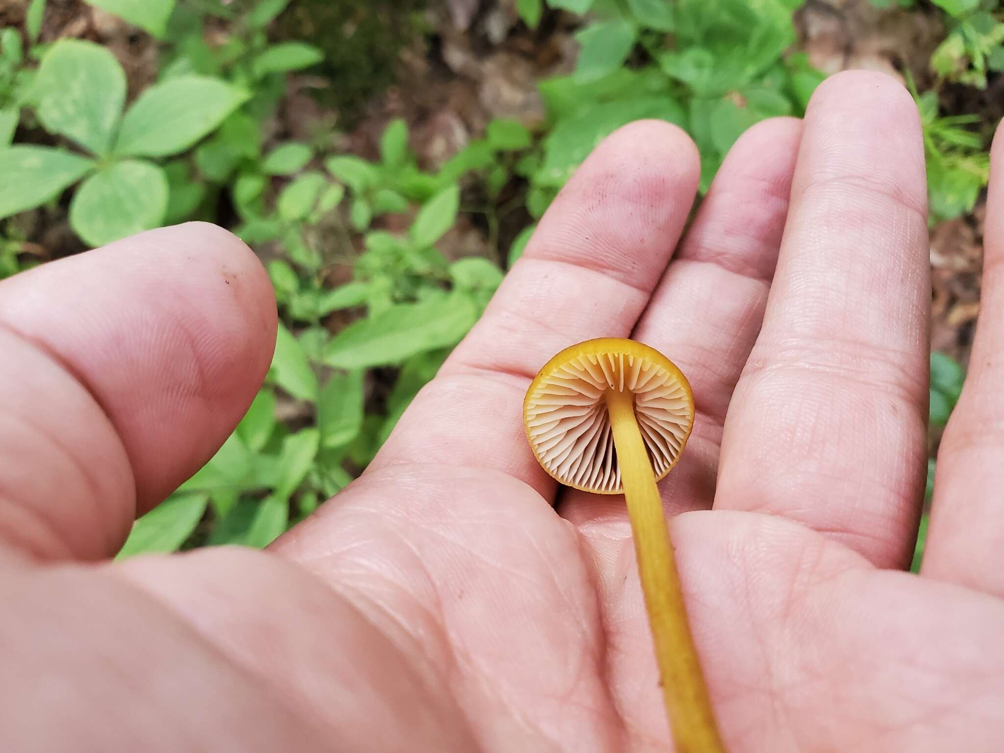 Слика од Entoloma luteum Peck 1902