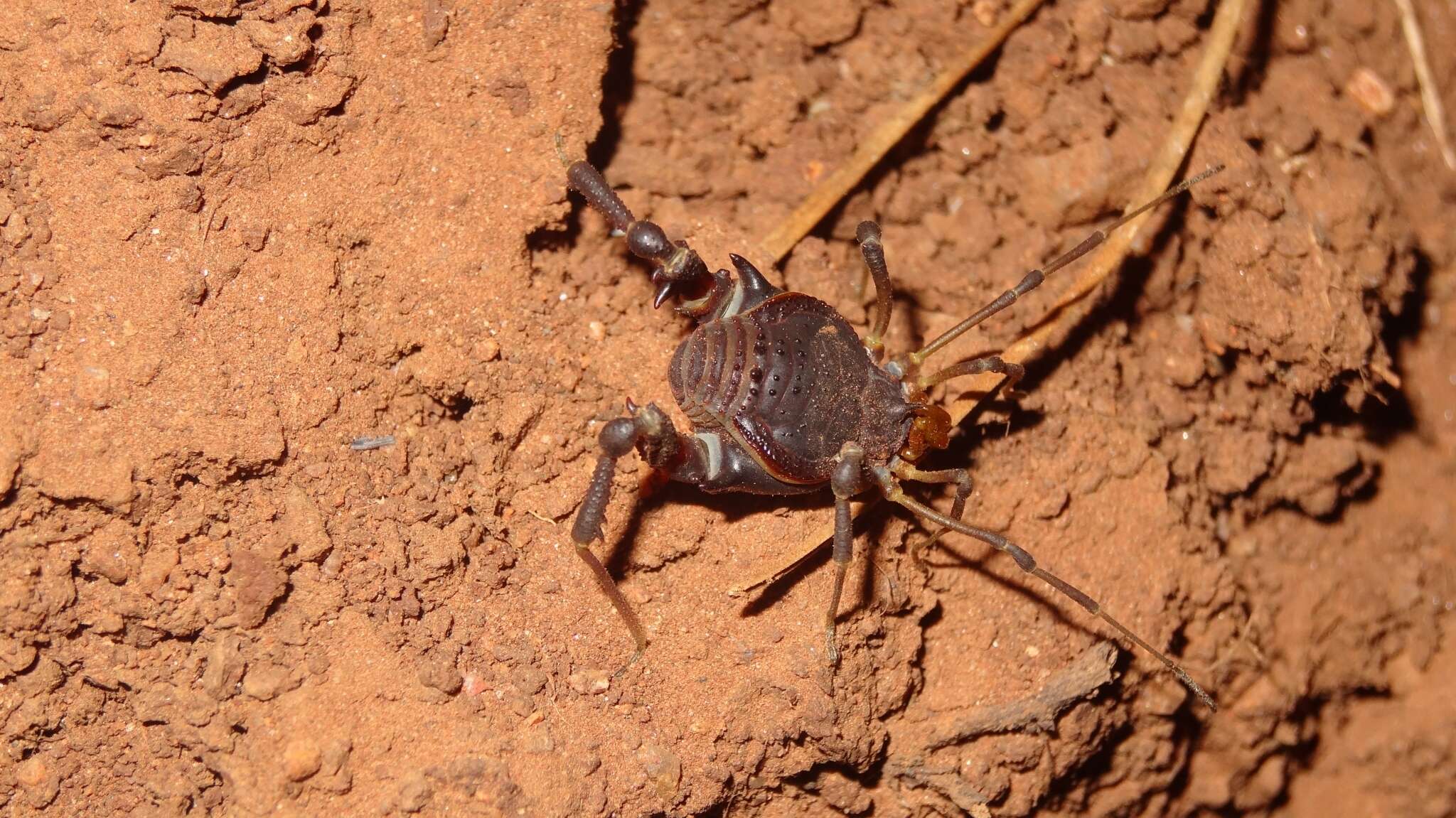 Image of Pachylus quinamavidensis Muñoz-Cuevas 1969