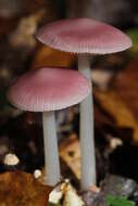 Image of Mycena rosea Gramberg 1912