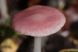 Image of Mycena rosea Gramberg 1912