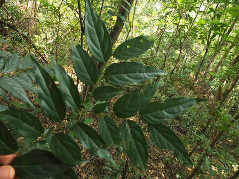 Sivun Diospyros ghatensis B. R. Ramesh & D. De Franceschi kuva