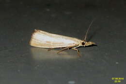 صورة Agriphila straminella