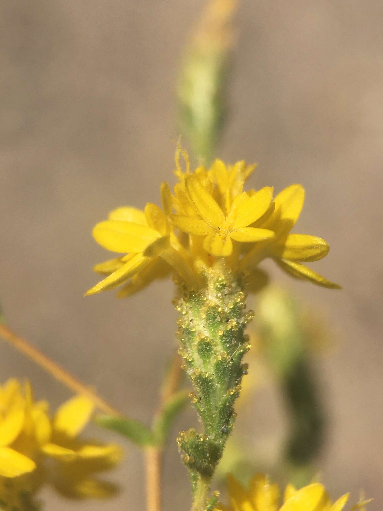 صورة <i>Lessingia <i>glandulifera</i></i> var. glandulifera