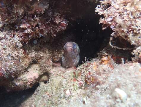 Image of Graceful-tailed moray