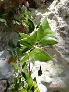 Image of Passiflora calcicola G. R. Proctor