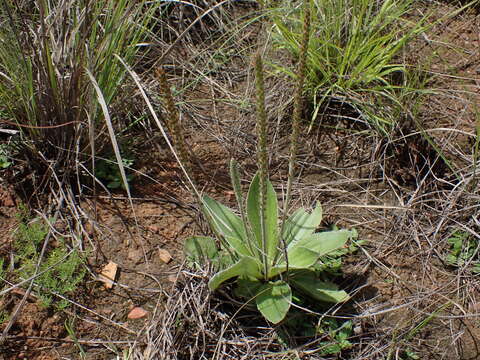 Image of Plantago tomentosa Lam.