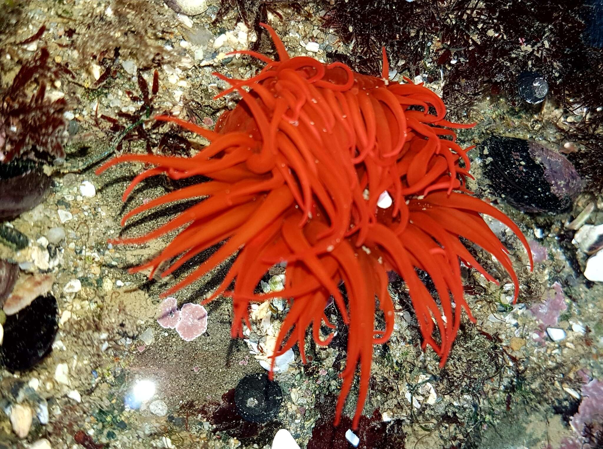 Image of Anemonia alicemartinae Häussermann & Försterra 2001