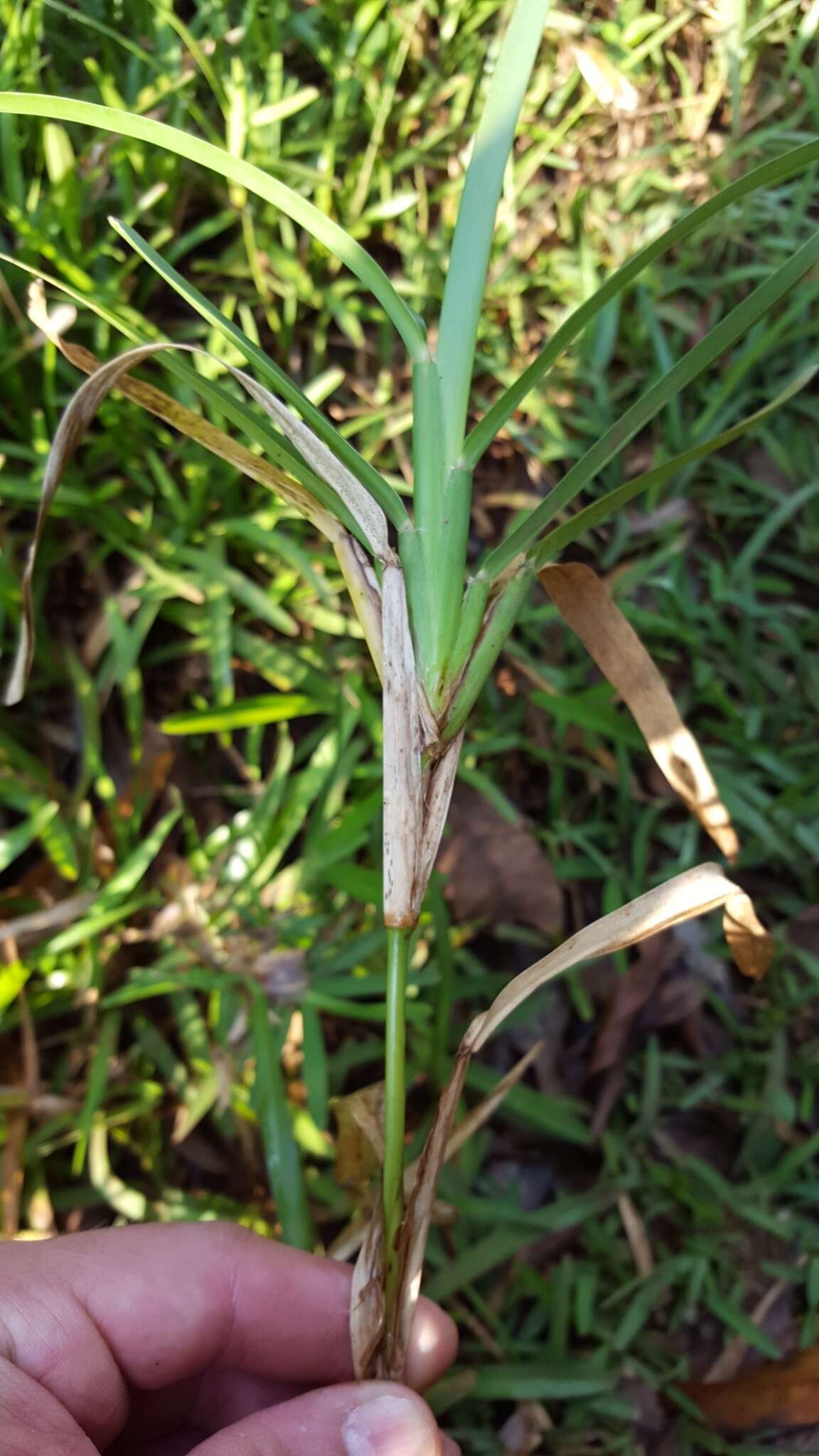 Image of Stenotaphrum dimidiatum (L.) Brongn.